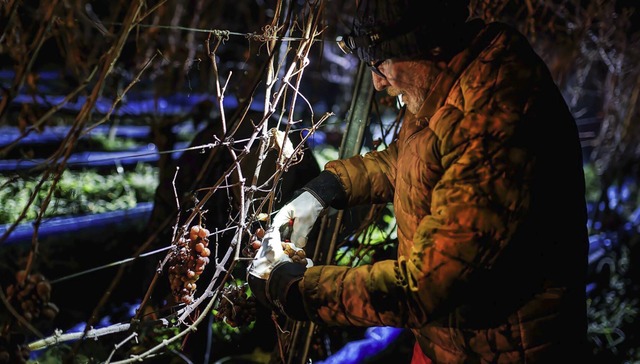   | Foto: Philipp von Ditfurth (dpa)