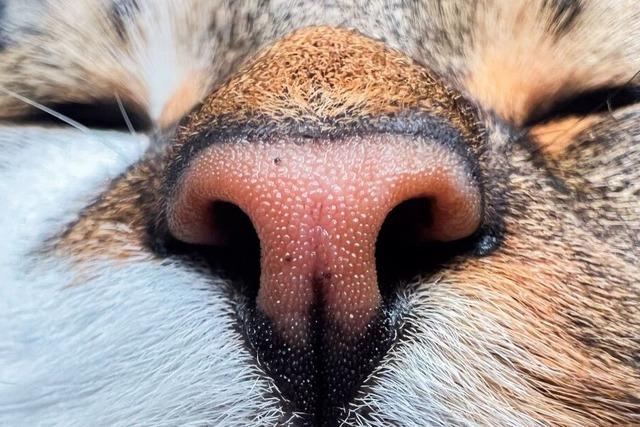 Fr Halter von Freigngern tickt die Uhr – bald greift die Waldkircher Katzenschutzsatzung