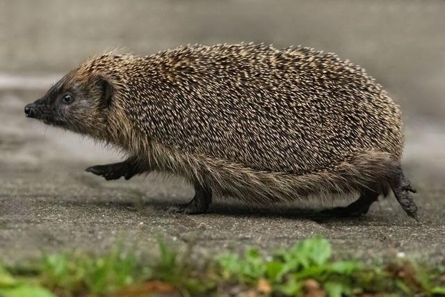 Expertin vom Nabu Grafenhausen appelliert, gefhrdeten Igeln im Winter zu helfen