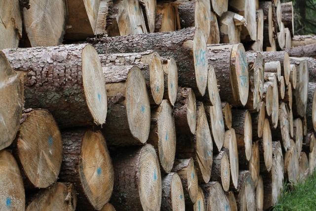 Pilzschden im Rheinhausener Gemeindewald bei immer mehr Baumarten