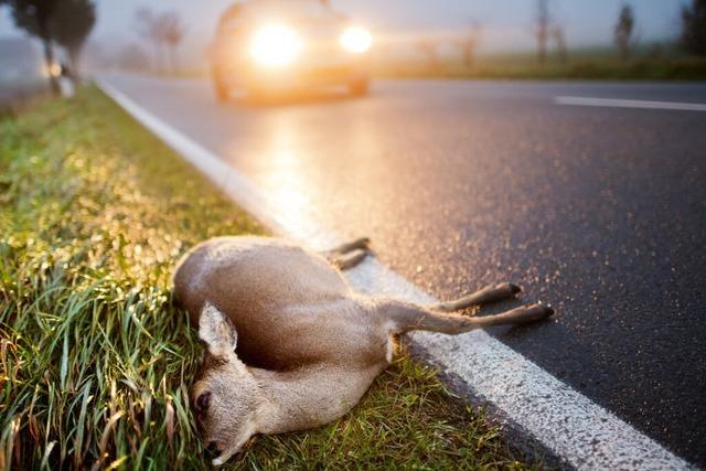 Wie man bei Wildunfllen richtig reagiert