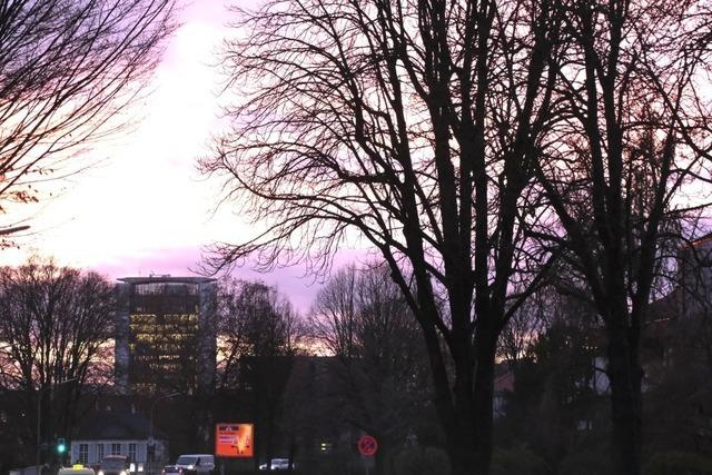 Offenburger Gemeinderat beendet jahrelange Bemhungen um eine Baumschutzsatzung ergebnislos