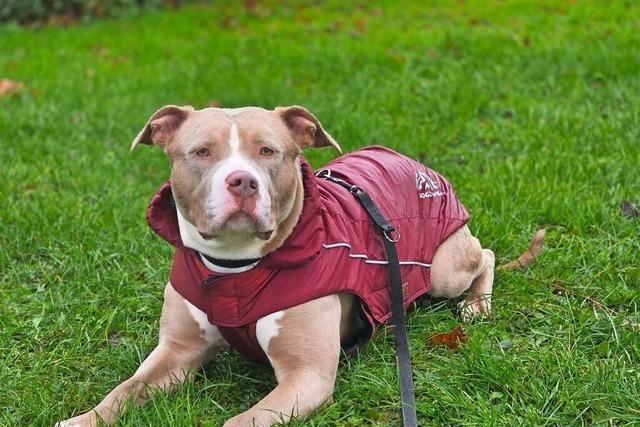 Neue Hfte fr Hndin Hava im Tierheim Freiburg