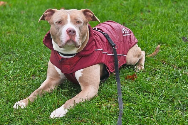 Hndin Hava soll wieder richtig gehen knnen.  | Foto: Tierheim Freiburg