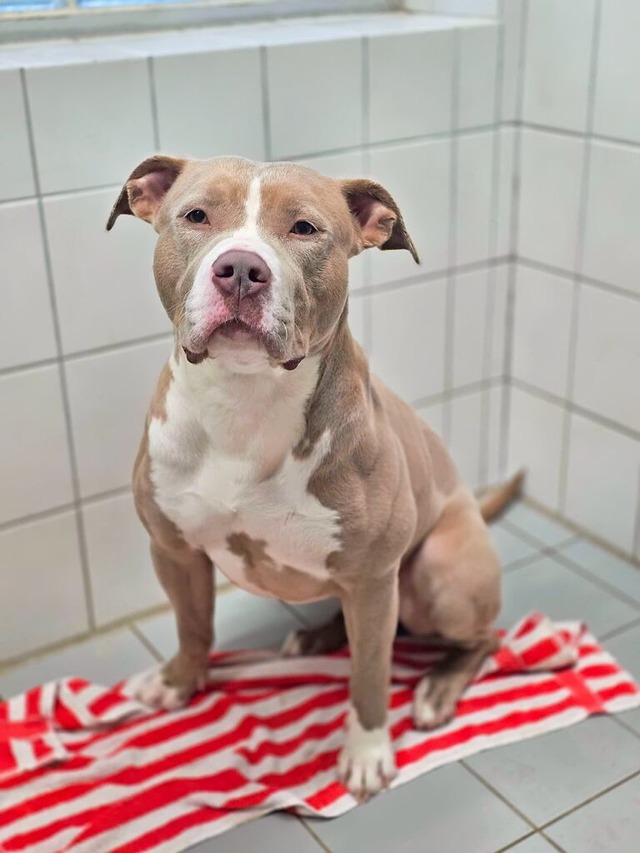 Ohne OP kann sich ihr Zustand weiter verschlechtern.  | Foto: Tierheim Freiburg