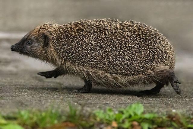 So helfen Sie Igeln im Winter mit einfachen Gartentipps