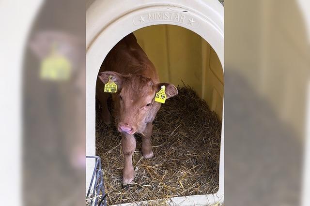 Apfelkompott mit Walnssen