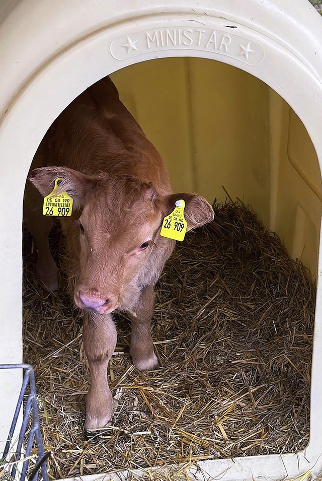 Der Schulbauernhof ist auch Heimat fr viele Tiere wie dieses Klbchen.  | Foto: Sabine Willaredt