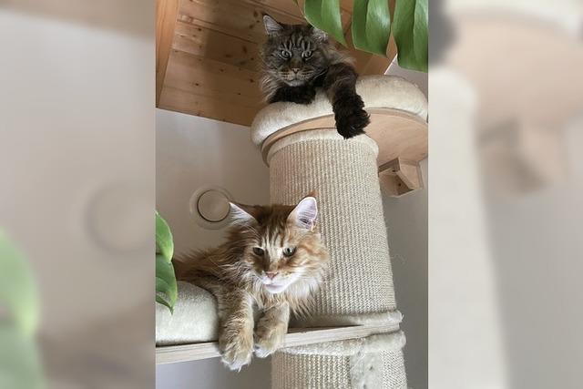 Die Hunde unter den Katzen