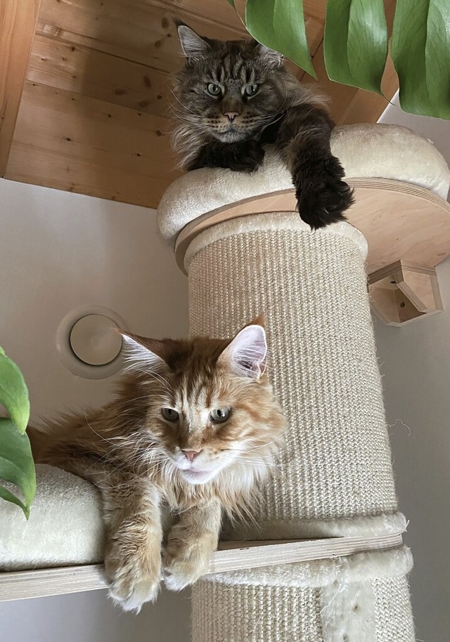 Maine-Coon-Katzen  haben spitze Pinsel an den Ohren und einen buschigen Schwanz.  | Foto: privat