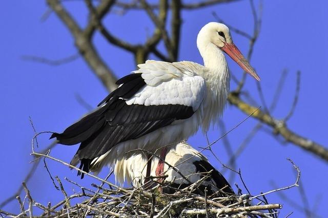 Ein Storch frisst bis zu 700 Gramm Nahrung am Tag