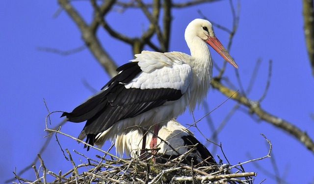 Nach der Rckkehr aus dem Sden bauen die Strche sofort ihre Nester.  | Foto: Franziska Bning