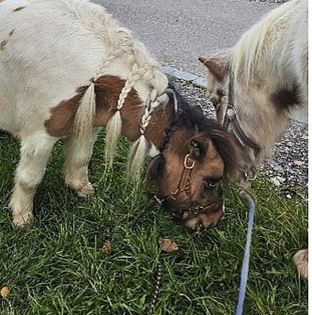 Die Ponys warten auf den Umzug.  | Foto: M. Schicha