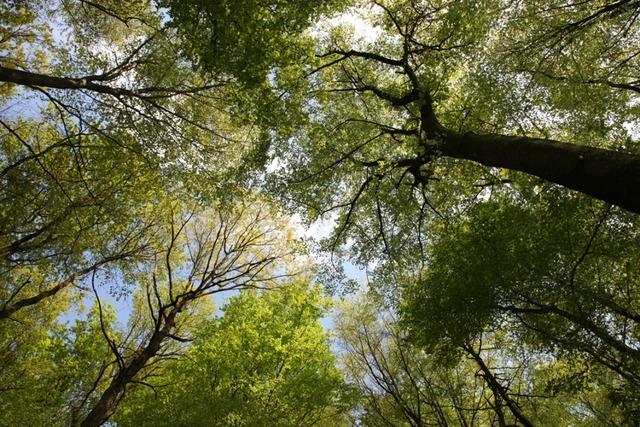 Eichwald bei Welmlingen bleibt Wind-Vorranggebiet – gegen den Willen der  Gemeinde