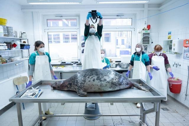 Robbensterben: Ermittlungen gegen zwei Tatverdchtige