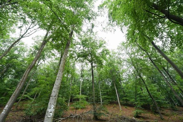 Der Gemeinderat Steinen ist nicht zufrieden mit dem finanziellen Ertrag aus dem Forst