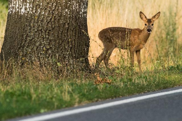 Auch Freiamt will keine Biotopverbundplanung zusammen mit Emmendingen