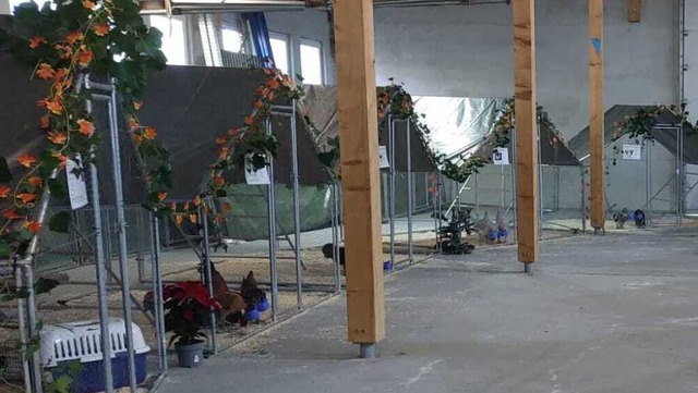 Der Kleintierzuchtverein Weil am Rhein lud zur Ausstellung ein.  | Foto: Gnter Endres