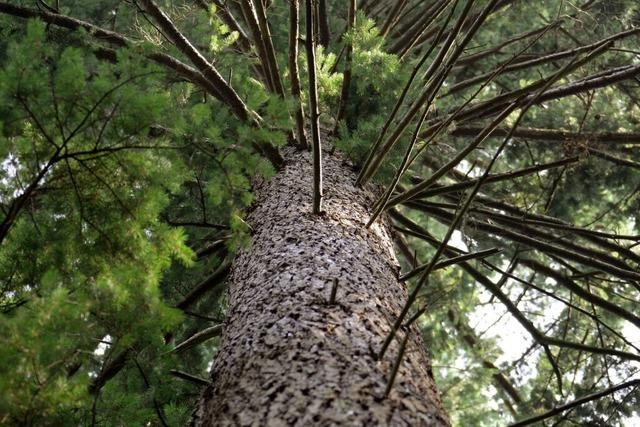 Auch ohne Wunderbaum: Wie der Stadtwald Schopfheim fit fr den Klimawandel werden soll