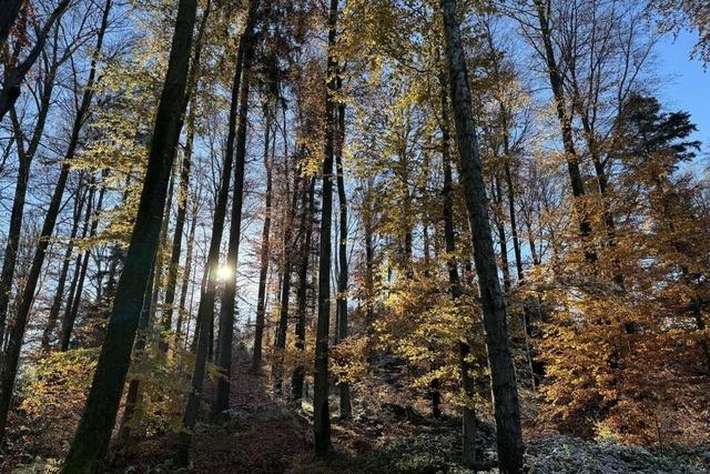 Gute Nachrichten: Ettenheimer Wald ist kferfrei