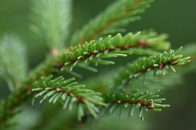 Hausen plant Waldumbau wegen Klimawandel und steigender Schden