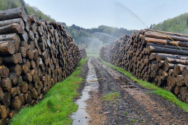 Forstwirtschaft in Breisach-Gndlingen profitiert von geplantem Nassholzlager