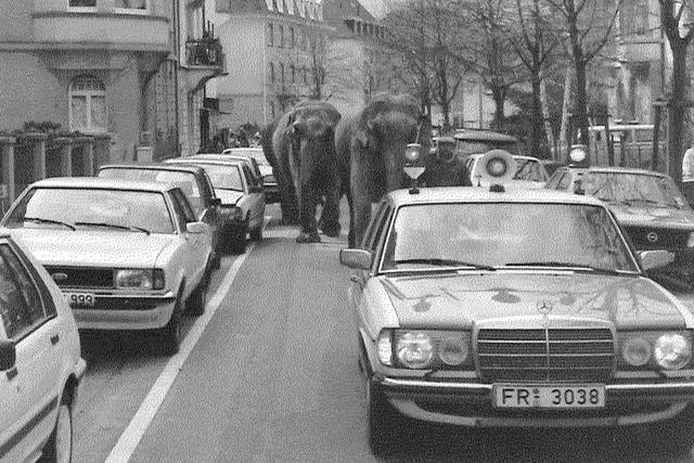 Was machten einst die Elefanten in der Freiburger Wiehre?