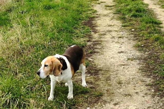 Vogtsburger Hundebesitzer mssen knftig mehr Steuern bezahlen