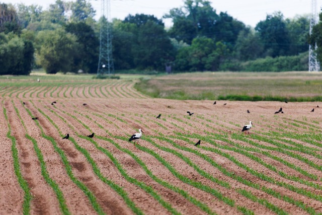 Hauk will Wolf und Biber ins Jagdrecht aufnehmen. (Archivbild)  | Foto: Philipp von Ditfurth/dpa