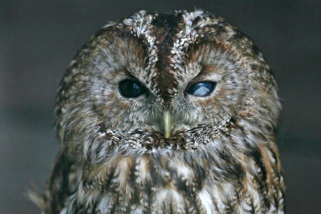 Auf der Balz – derzeit singen Uhu und Waldkauz