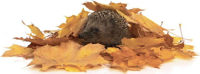   | Foto: Mario Bobertz (stock.adobe.com)