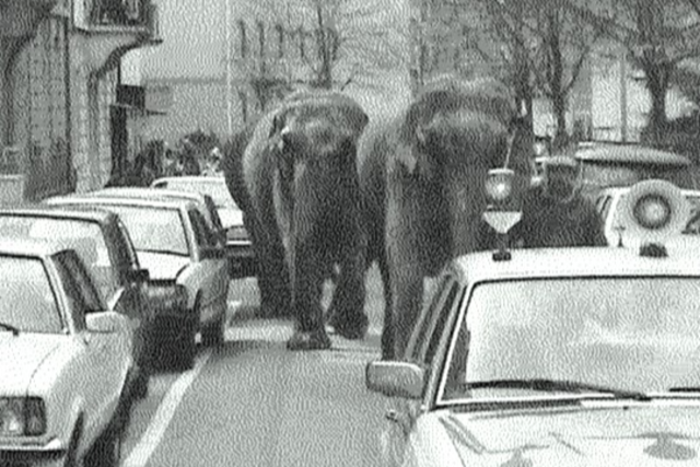 Elefanten in der Freiburger Wiehre - mitten im Wohngebiet?