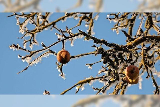 Winterschlaf im Obstgarten