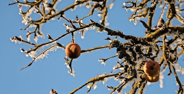 Unbedingt entfernen: In Fruchtmumien, ... im Folgejahr die frischen Früchte an. | Foto: IMAGO/Zoonar/Peter Himmelhub Unbedingt entfernen: In Fruchtmumien, ... im Folgejahr die frischen Früchte an. | Foto: IMAGO/Zoonar/Peter Himmelhub