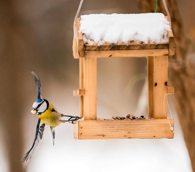 Futter lieber aufhängen: Wer Futter im...skiert Vogeldreck zwischen dem Futter. | Foto: Christoph Soeder/dpa Futter lieber aufhängen: Wer Futter im...skiert Vogeldreck zwischen dem Futter. | Foto: Christoph Soeder/dpa
