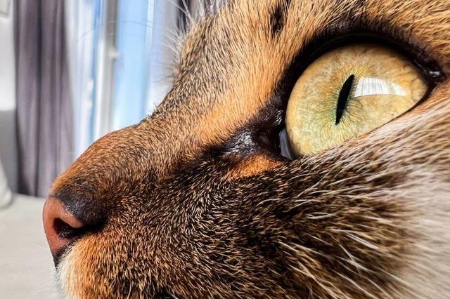 Miau – immer mehr Haustiere heien wie Kinder