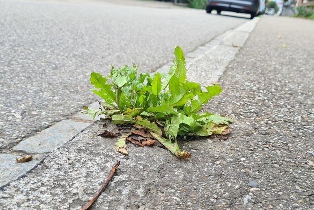 Rheinfelden setzt weiterhin auf die Stahlbrste gegen Unkraut am Straenrand