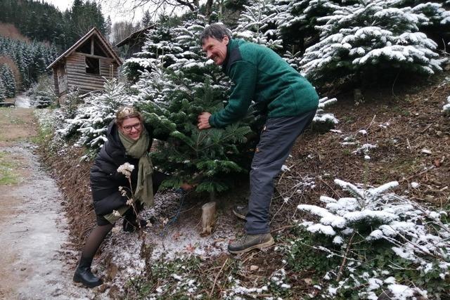 Regionale Erzeugnisse: In Durchbach ist die diesjhrige Christbaumsaison gestartet