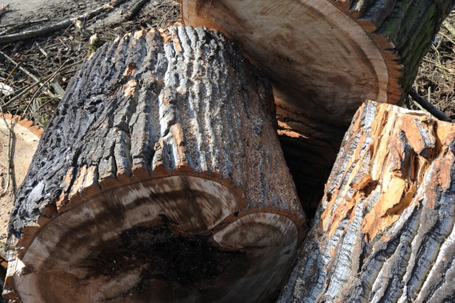 Gustav Fischer fordert, Bume knftig besser zu pflegen.  | Foto: Arne Dedert (dpa)