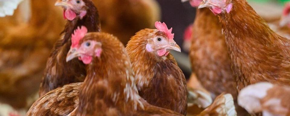 6500 Hhner sterben bei Brand auf Hof in Dachsberg