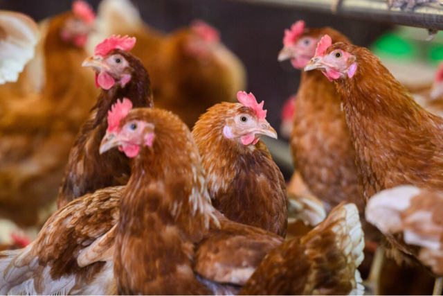 6500 Hhner sterben bei Brand auf Hof in Dachsberg