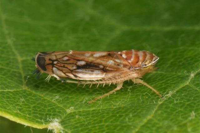 Landratsamt Lrrach erlsst Allgemeinverfgung gegen Amerikanische Rebzikade