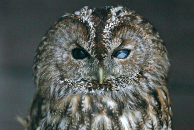Auf der Balz - derzeit singen Uhu und Waldkauz