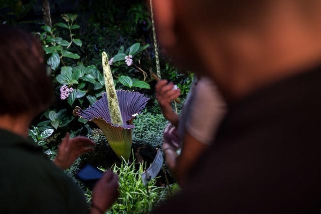 Warum stinken manche Blumen?