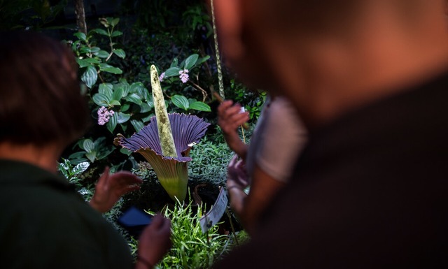 Ein Titanwurz blht im Jahr 2018 in de... die Blte des Titanwurz stinkt stark.  | Foto: Sebastian Gollnow