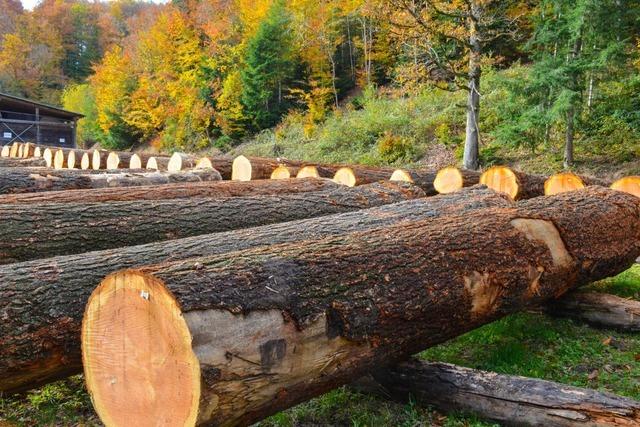 Im sdlichen Breisgau wird das Holz von 100-jhrigen Douglasien versteigert