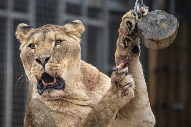 Der Eindringling kletterte rund sechs ...m in das Gehege hinunter. (Symbolbild)  | Foto: Ben Birchall/PA Wire/dpa