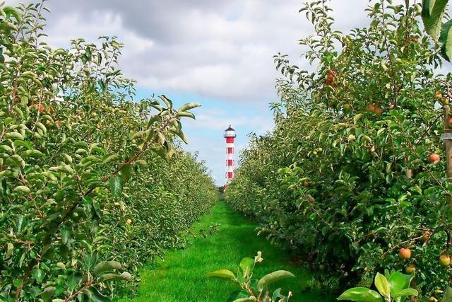 Erleben Sie Bltenpracht und Backsteinprunk im Alten Land