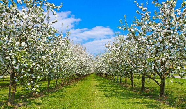 Einzigartiges Naturschauspiel: die Obstblte im Alten Land  | Foto: Jrgen Flchle  Fotolia