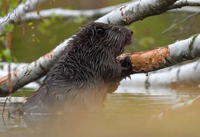 Biber sind laut Agrarminister Hauk eine massive Belastung fr Landwirte.  | Foto: Patrick Pleul (dpa)